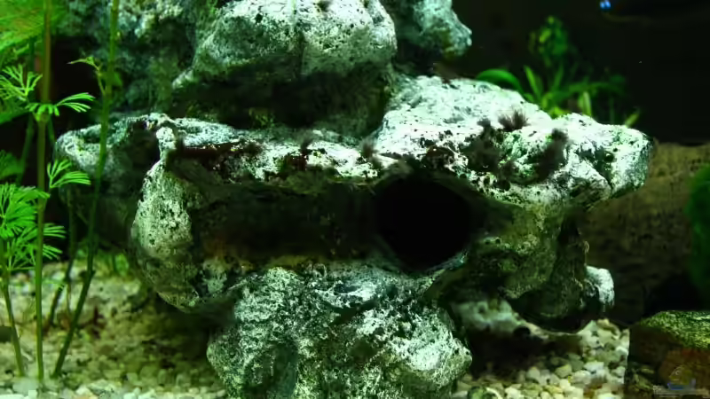Dekoration im Aquarium Becken 10384 von Stefan K (18)