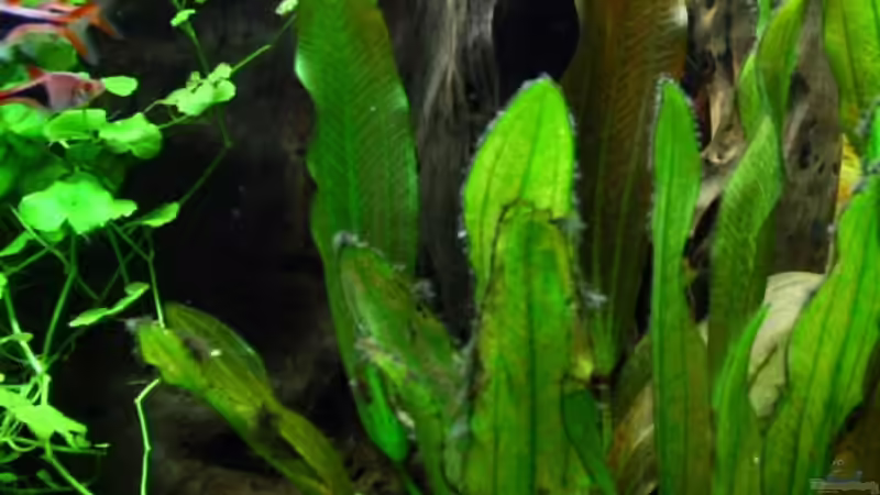 Dekoration im Aquarium Becken 10384 von Stefan K (19)