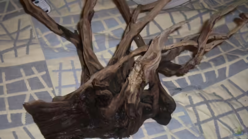 Dekoration im Aquarium Becken 10394 von Georg (12)