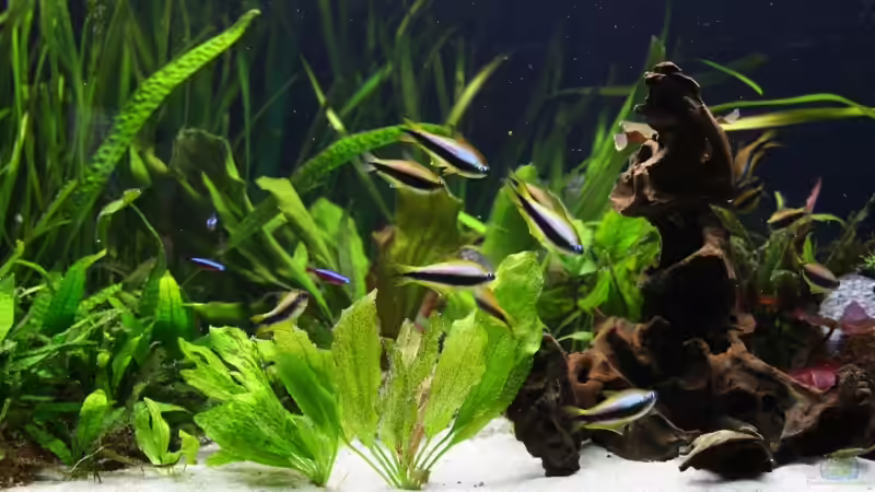 Dekoration im Aquarium Becken 10413 von Yoshi (2)