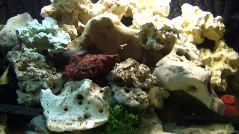 Dekoration im Aquarium Becken 10417 von Andreas Kraus (2)