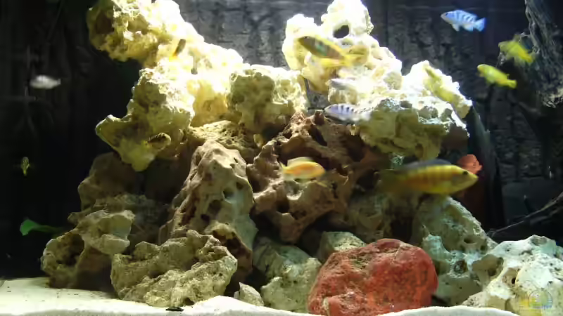 Dekoration im Aquarium Becken 10417 von Andreas Kraus (4)