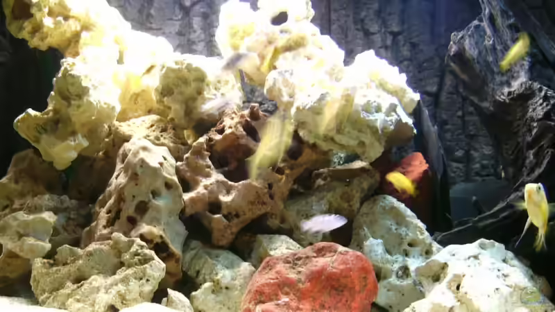 Dekoration im Aquarium Becken 10417 von Andreas Kraus (5)