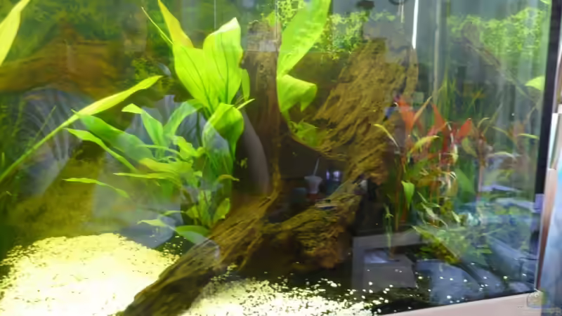 Dekoration im Aquarium Becken 10419 von cRaZy T (2)