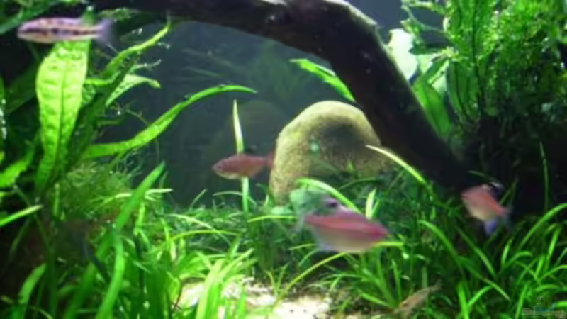 Dekoration im Aquarium Becken 10423 von BMF (10)