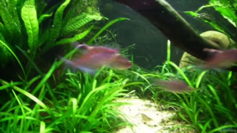 Dekoration im Aquarium Becken 10423 von BMF (5)