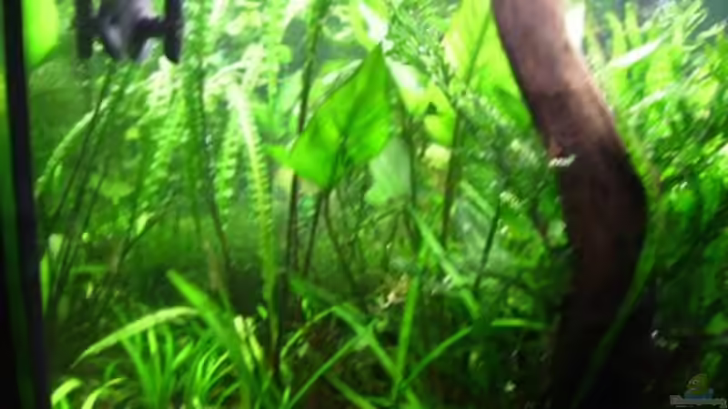 Dekoration im Aquarium Becken 10423 von BMF (6)