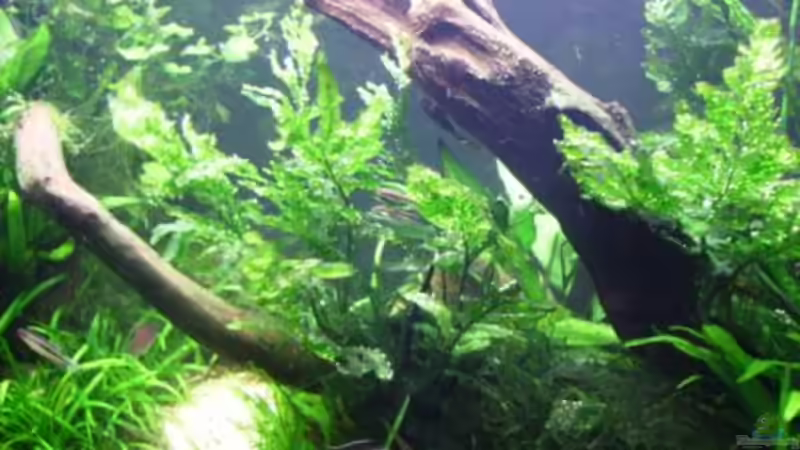 Dekoration im Aquarium Becken 10423 von BMF (7)