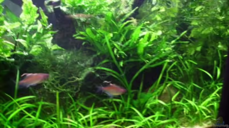 Dekoration im Aquarium Becken 10423 von BMF (8)