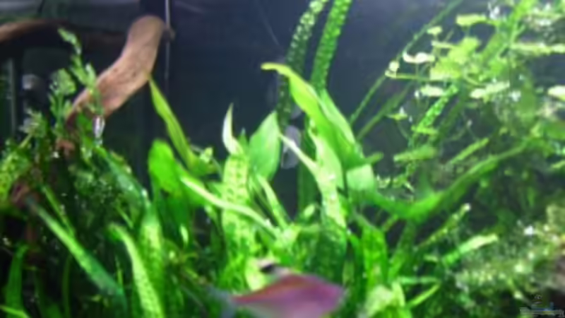 Dekoration im Aquarium Becken 10423 von BMF (9)