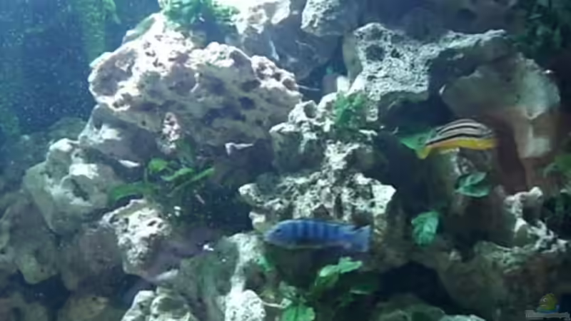 Dekoration im Aquarium Becken 1044 von Rainer Klettke (5)