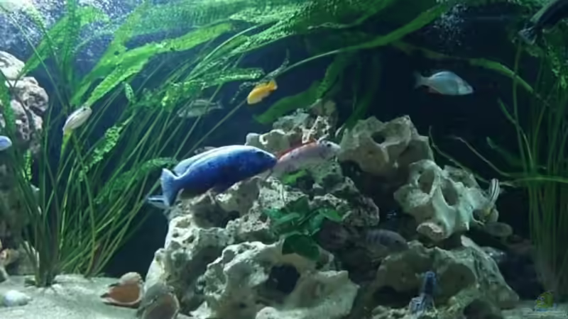 Dekoration im Aquarium Becken 1044 von Rainer Klettke (6)