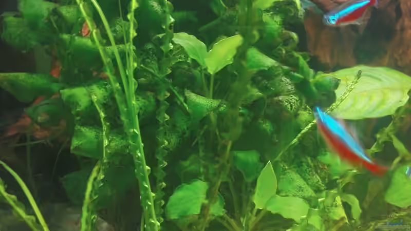 Dekoration im Aquarium Becken 10459 von Christian Wertebach (12)