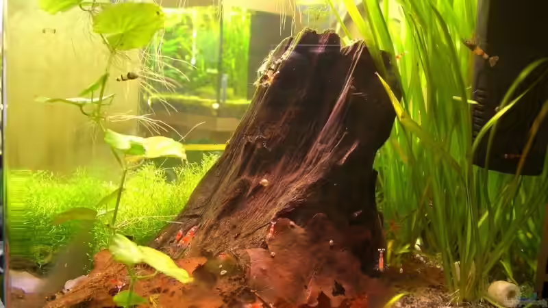 Dekoration im Aquarium Becken 10470 von c4L!m3ro (9)