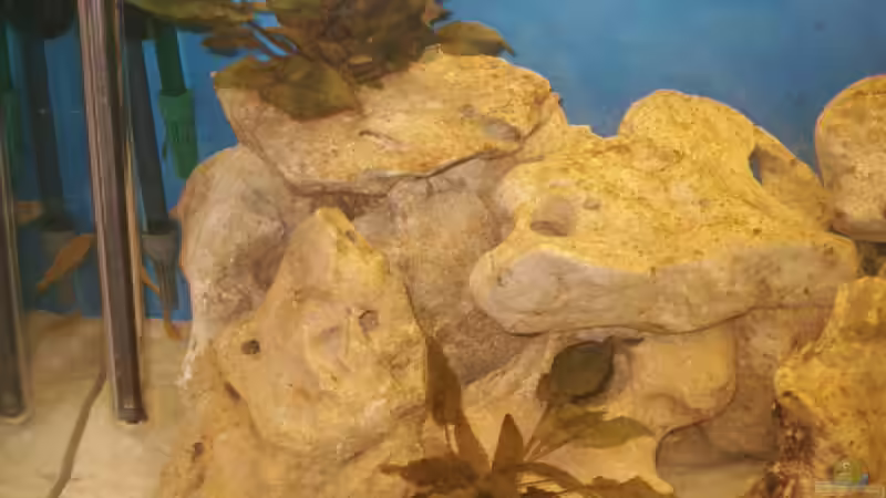 Dekoration im Aquarium Becken 105 von Thomas Pichlo (3)