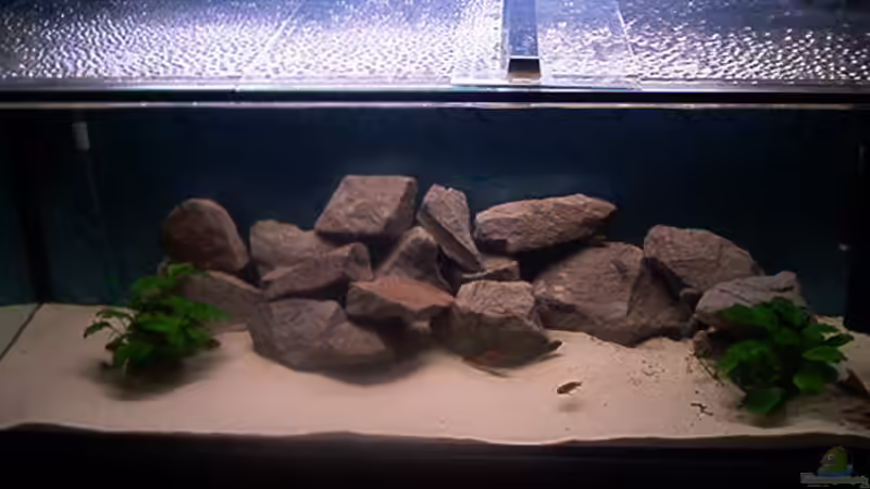 Dekoration im Aquarium Becken 1051 von Dominic Moritz (3)