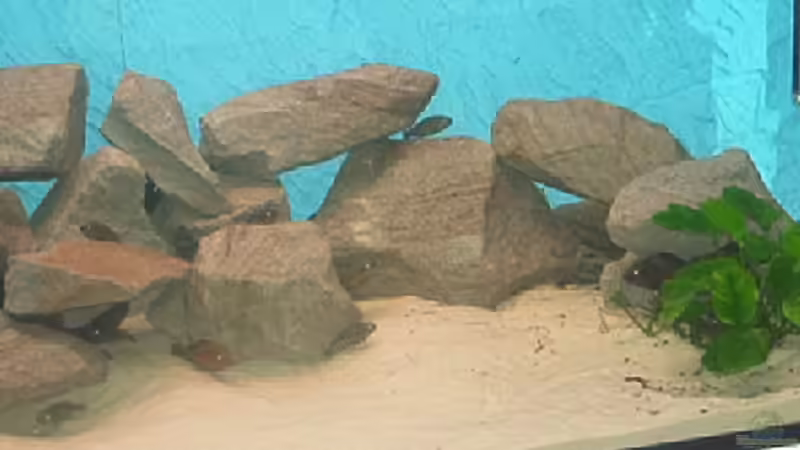 Dekoration im Aquarium Becken 1051 von Dominic Moritz (4)