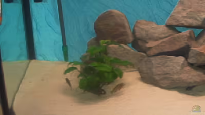 Dekoration im Aquarium Becken 1051 von Dominic Moritz (5)