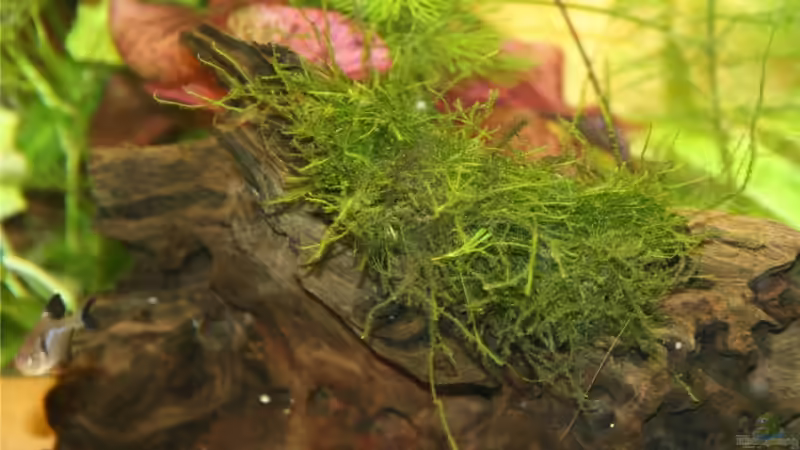 Dekoration im Aquarium Becken 10527 von Verena Kemler (2)