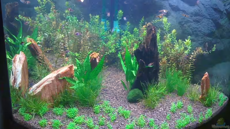 Dekoration im Aquarium Becken 10539 von Paul (4)