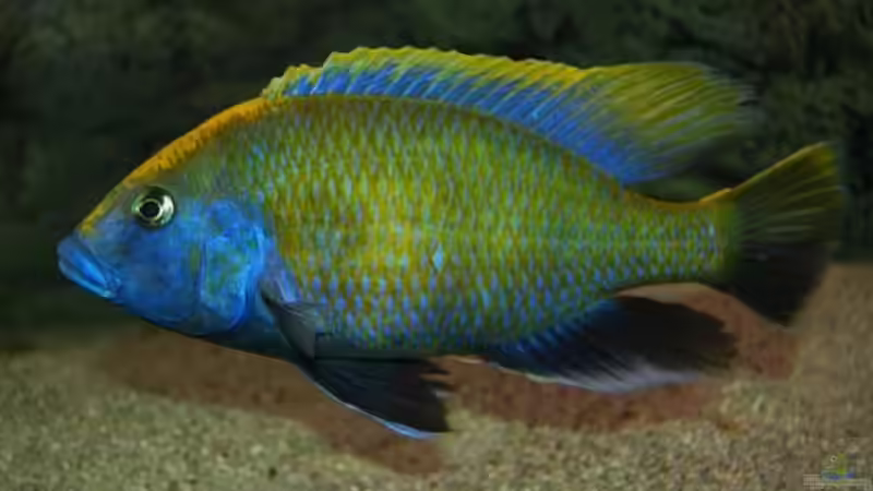 Dekoration im Aquarium Becken 10590 von Wietze Bron (53)