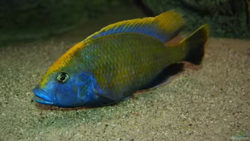 Dekoration im Aquarium Becken 10590 von Wietze Bron (54)