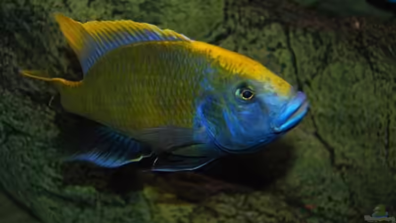 Dekoration im Aquarium Becken 10590 von Wietze Bron (55)