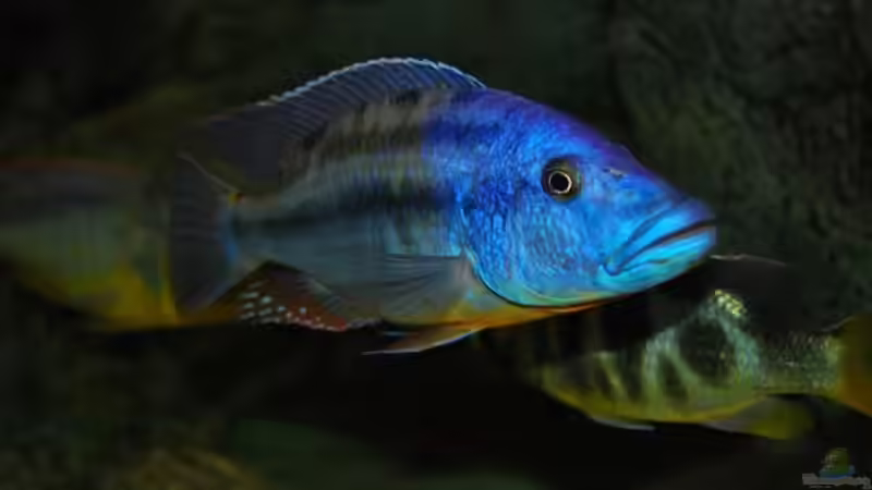 Dekoration im Aquarium Becken 10590 von Wietze Bron (56)