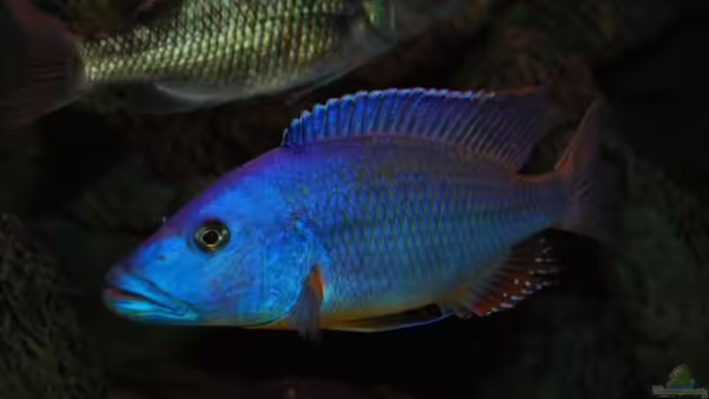 Dekoration im Aquarium Becken 10590 von Wietze Bron (57)