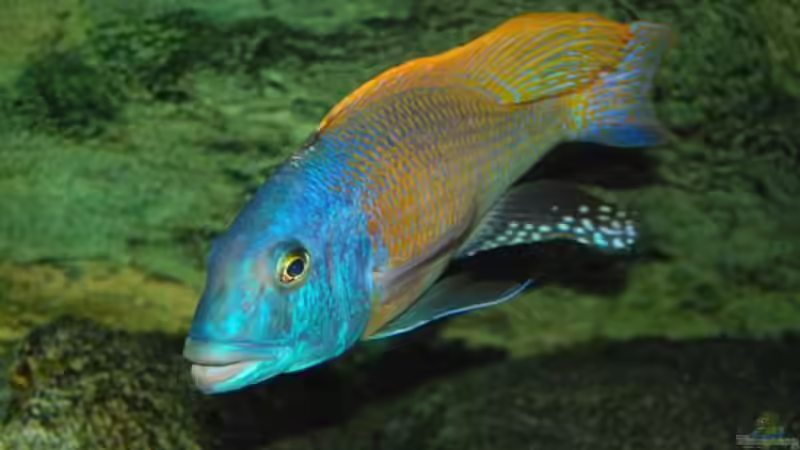 Dekoration im Aquarium Becken 10590 von Wietze Bron (58)