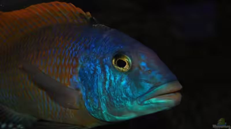 Dekoration im Aquarium Becken 10590 von Wietze Bron (60)