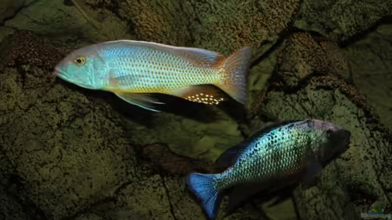 Dekoration im Aquarium Becken 10590 von Wietze Bron (64)