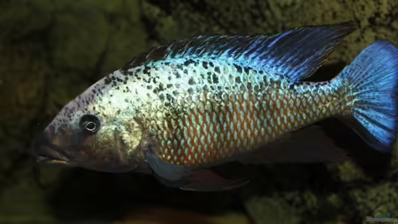 Dekoration im Aquarium Becken 10590 von Wietze Bron (65)