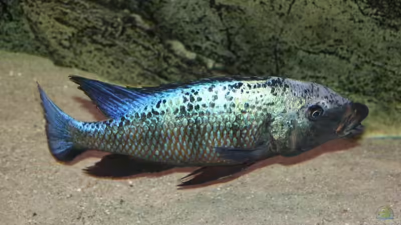 Dekoration im Aquarium Becken 10590 von Wietze Bron (66)