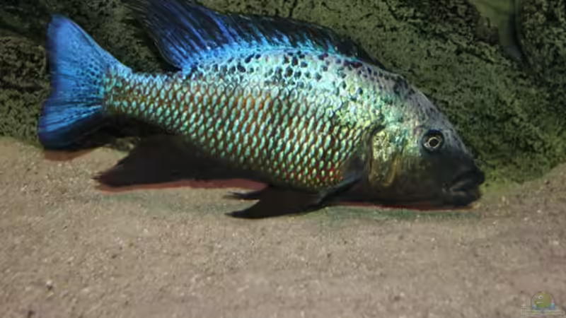 Dekoration im Aquarium Becken 10590 von Wietze Bron (67)