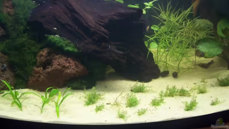 Dekoration im Aquarium Becken 10592 von Dani B (4)