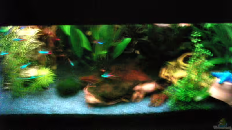 Dekoration im Aquarium Becken 1061 von Michael Meyer (4)