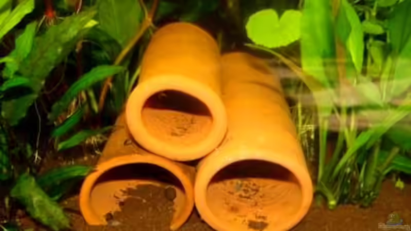 Dekoration im Aquarium Becken 10639 von Samsa (14)