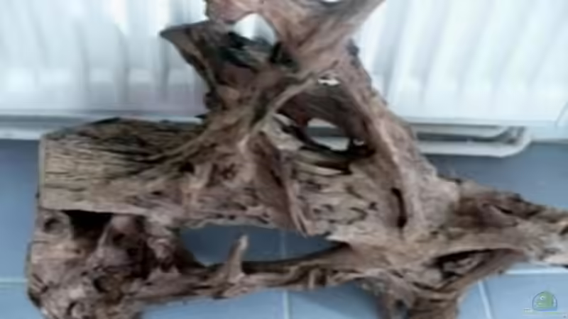 Dekoration im Aquarium Becken 10639 von Samsa (15)