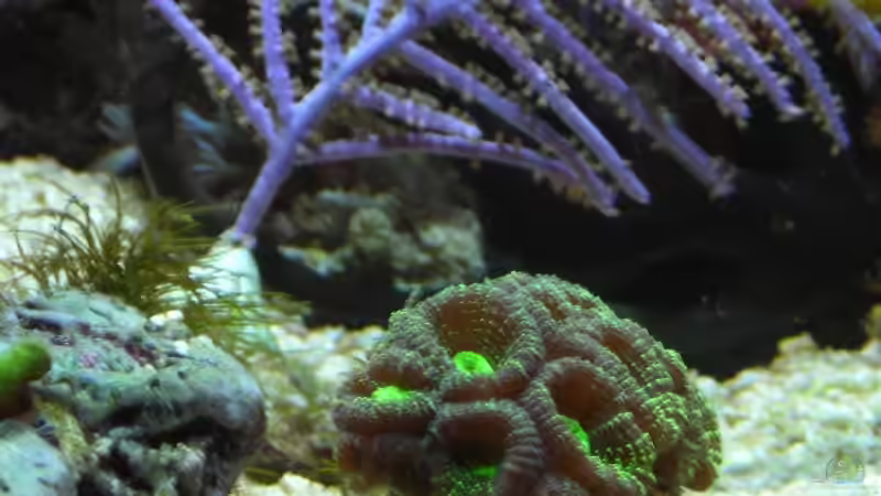 Dekoration im Aquarium Becken 10663 von Mario Kustor (10)