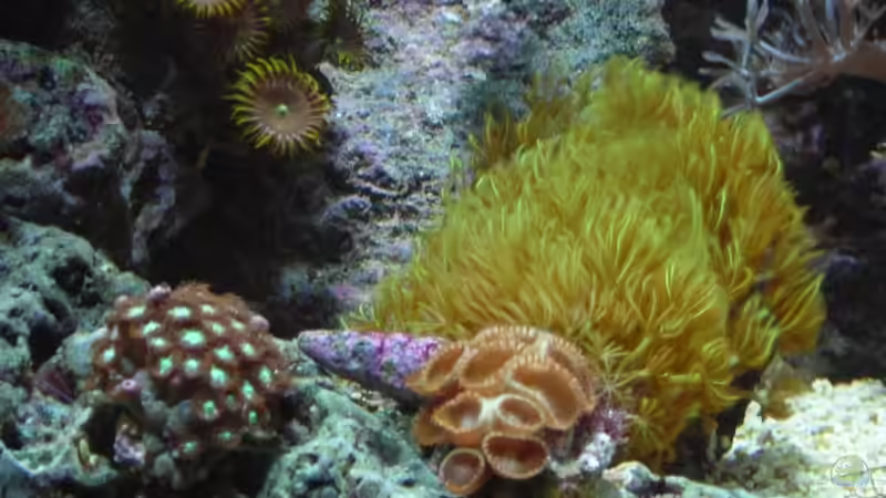 Dekoration im Aquarium Becken 10663 von Mario Kustor (9)