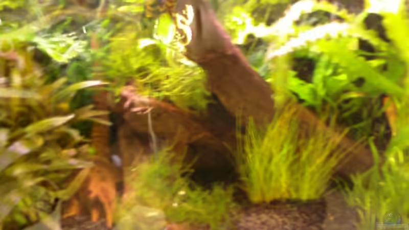 Dekoration im Aquarium Becken 10667 von BJ210879 (8)