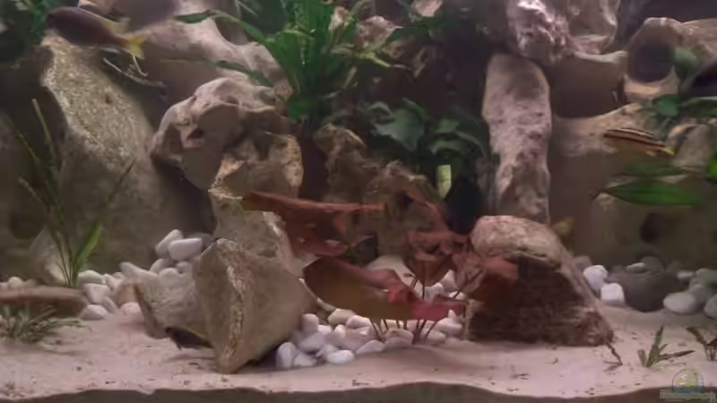 Dekoration im Aquarium Becken 10668 von Uwe Richter (4)