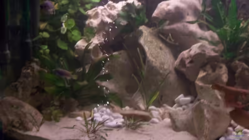 Dekoration im Aquarium Becken 10668 von Uwe Richter (5)