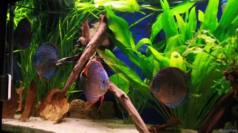 Dekoration im Aquarium Becken 10714 von Michael Kronstein (3)