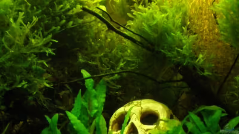 Dekoration im Aquarium Becken 10717 von hp (6)