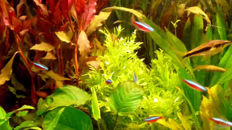 Dekoration im Aquarium Becken 10729 von Schildi (10)