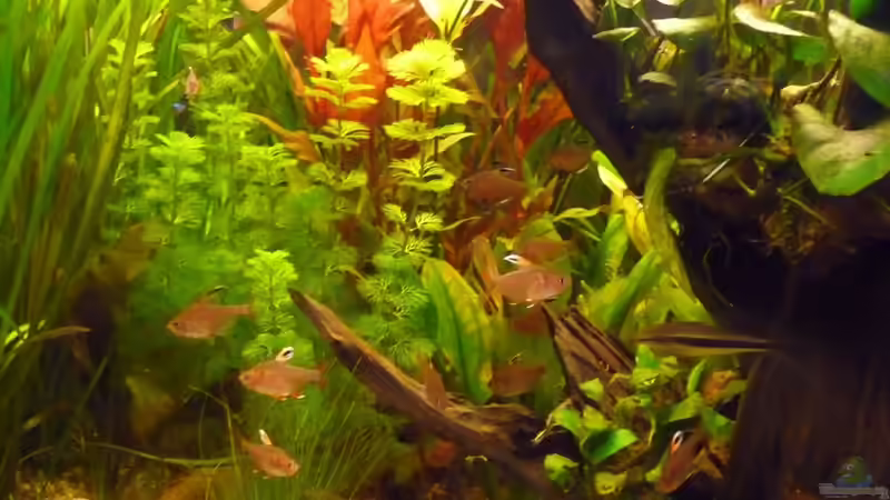 Dekoration im Aquarium Becken 10729 von Schildi (8)