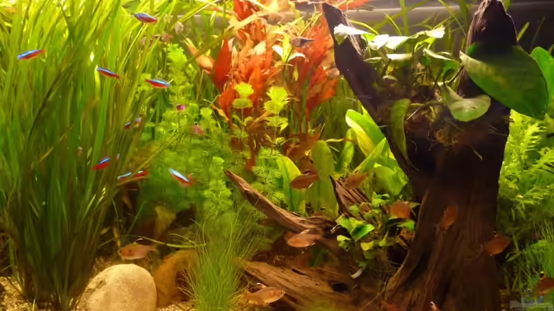 Dekoration im Aquarium Becken 10729 von Schildi (9)