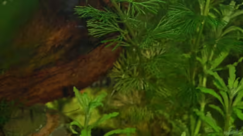 Dekoration im Aquarium Becken 10761 von Bernhard Messinger (7)